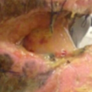 Helende sår på hesteben