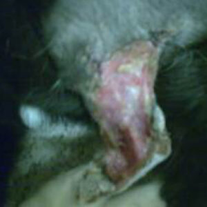 Helende sår på katteben