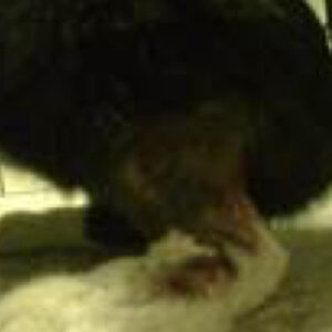 Helende sår på katteben